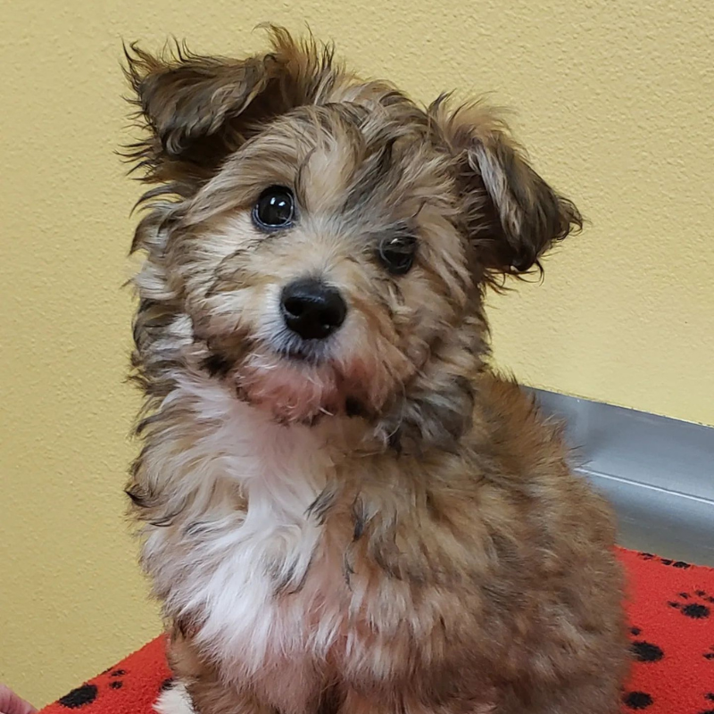 VetCor Community Practices National Hug Your Dog Day